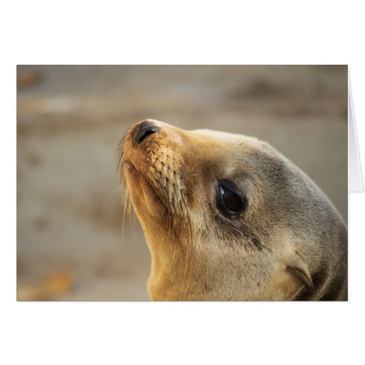 Baby Sea Lion Face (Vorderseite (Horizontal))