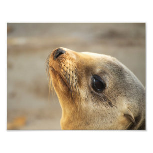 Baby Sea Lion Face Fotodruck