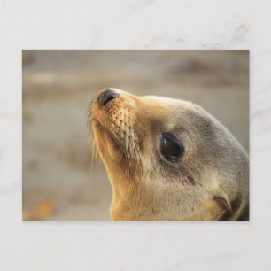 Baby Sea Lion Face Postkarte