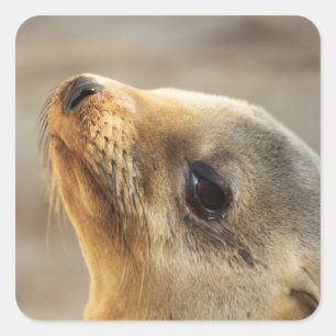 Baby Sea Lion Face Quadratischer Aufkleber