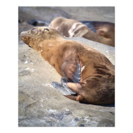 Baby Sea Lion Fotodruck