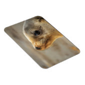 Baby Sea Lion Gesicht Magnet (Rechte Seite)