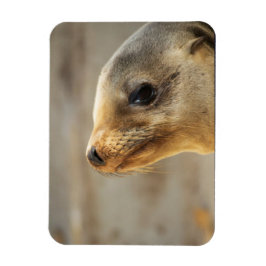 Baby Sea Lion Gesicht Magnet