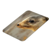 Baby Sea Lion Gesicht Magnet (Linke Seite)