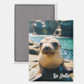 Baby Sea Lion La Jolla California Postcard Magnet (Vorderseite/Rückseite)