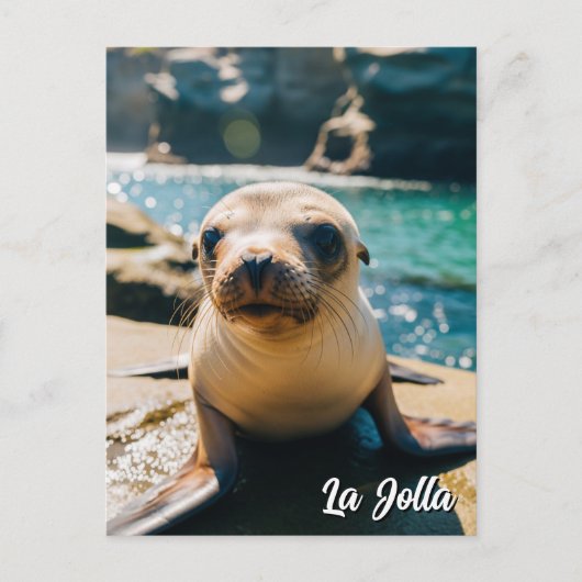 Baby Sea Lion La Jolla California Postcard Postkarte (Vorderseite)