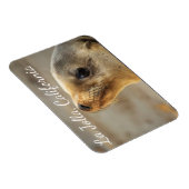 Baby Sea Lion, La Jolla, Kalifornien Magnet (Rechte Seite)