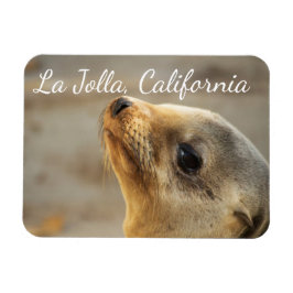 Baby Sea Lion, La Jolla, Kalifornien Magnet