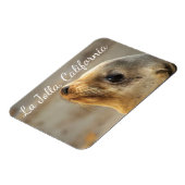 Baby Sea Lion, La Jolla, Kalifornien Magnet (Linke Seite)