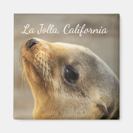 Baby Sea Lion, La Jolla, Kalifornien Magnet