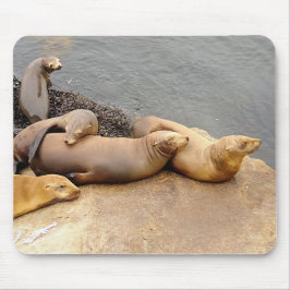 Baby Sea Lions Mousepad
