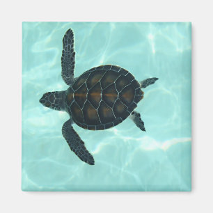 Baby Sea Turtle Magnet