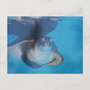 Baby Sea Turtle Postcard Postkarte