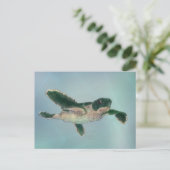 Baby Sea Turtle Postkarte (Stehend Vorderseite)