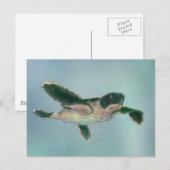 Baby Sea Turtle Postkarte (Vorne/Hinten)