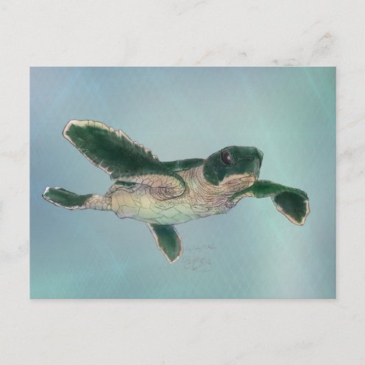 Baby Sea Turtle Postkarte (Vorderseite)