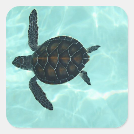Baby Sea Turtle Sticker (Vorderseite)
