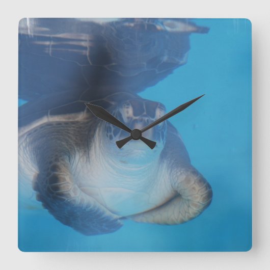 Baby Sea Turtle Wall Clock Quadratische Wanduhr (Vorderseite)