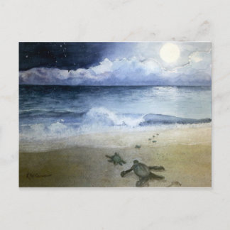 Baby Sea Turtles schlagen nachts Postkarte