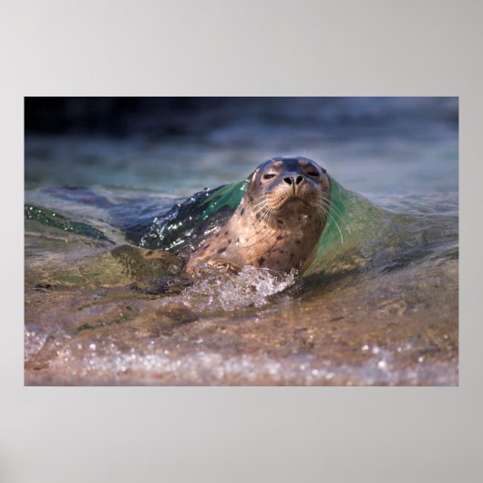 Baby Seehund Poster (Vorne)
