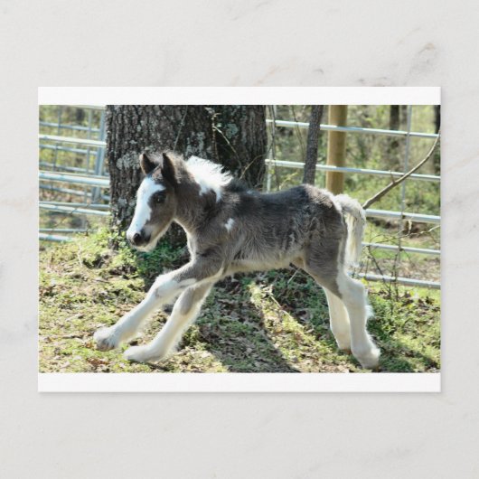 Baby Shaolin 2 Postkarte (Vorderseite)