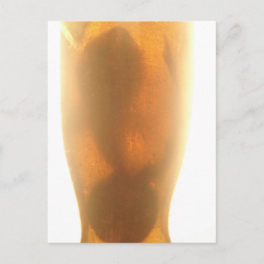 Baby Shark Postcard Postkarte (Vorderseite)