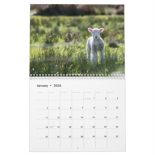 Baby Sheep Lamb 2022 Kalender (Jan 2026)