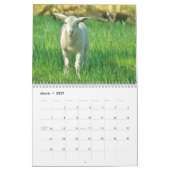 Baby Sheep Lamb 2022 Kalender (Mär 2027)