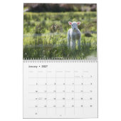 Baby Sheep Lamb 2022 Kalender (Jan 2027)