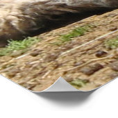 Baby Sheep Mount Vernon Anwesen April 2007 Poster (Ecke)