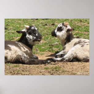 Baby Sheep Mount Vernon Anwesen April 2007 Poster