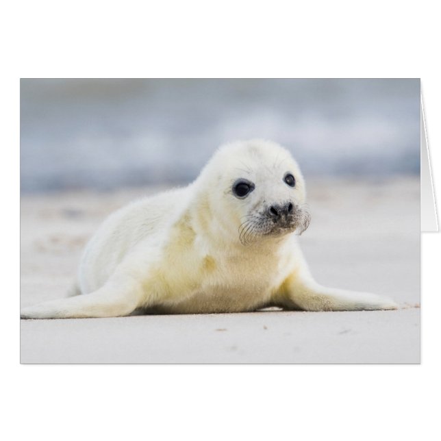 Baby-Siegel Getty Bild-| (Vorderseite (Horizontal))
