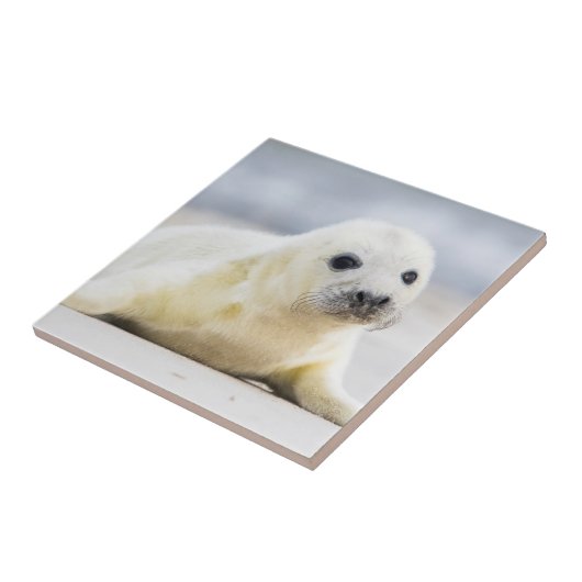 Baby-Siegel Getty Bild-| Fliese (Seite)