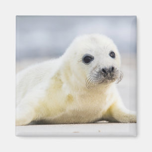 Baby-Siegel Getty Bild-  Magnet