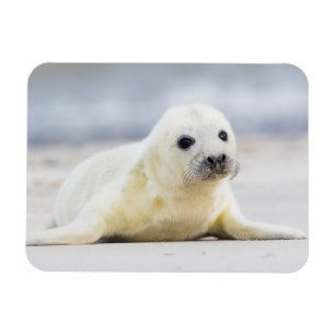 Baby-Siegel Getty Bild-  Magnet