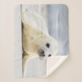 Baby-Siegel Getty Bild-| Sherpadecke (Vorderseite)