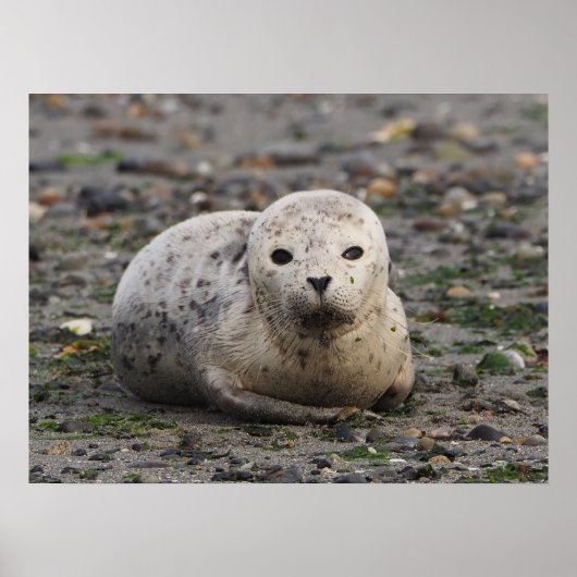 Baby Siegel on Beach Poster (Vorne)