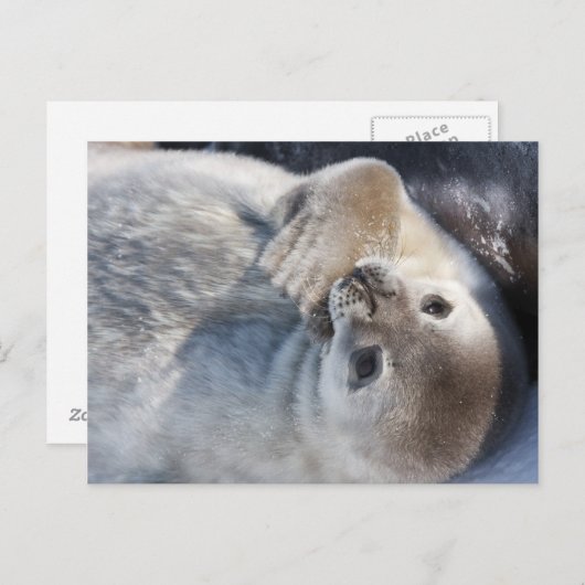 Baby Siegel Postkarte (Vorne/Hinten)