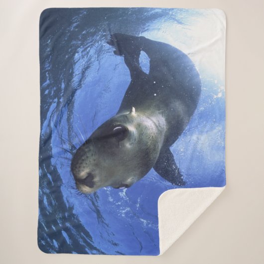 BABY SIEGEL SHERPADECKE (Vorderseite)