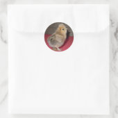 Baby Silkie Chick Stickers (Tasche)