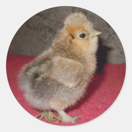 Baby Silkie Chick Stickers (Vorderseite)