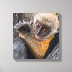 Baby Silvered Leaf Monkey (Lutung, Rachypithecus) Leinwanddruck