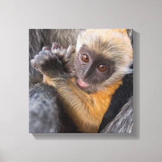 Baby Silvered Leaf Monkey (Lutung, Rachypithecus) Leinwanddruck (Vorderseite)
