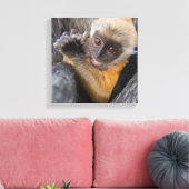 Baby Silvered Leaf Monkey (Lutung, Rachypithecus) Leinwanddruck (Insitu (Wohnzimmer))