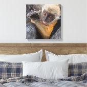 Baby Silvered Leaf Monkey (Lutung, Rachypithecus) Leinwanddruck (Insitu (Schlafzimmer))