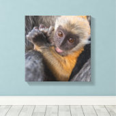Baby Silvered Leaf Monkey (Lutung, Rachypithecus) Leinwanddruck (Insitu (Holzboden))