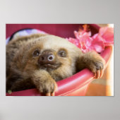 Baby Sloth Poster (Vorne)