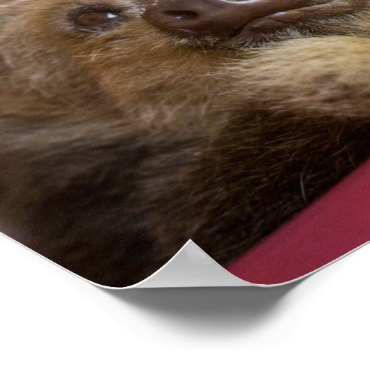 Baby Sloth Poster (Ecke)
