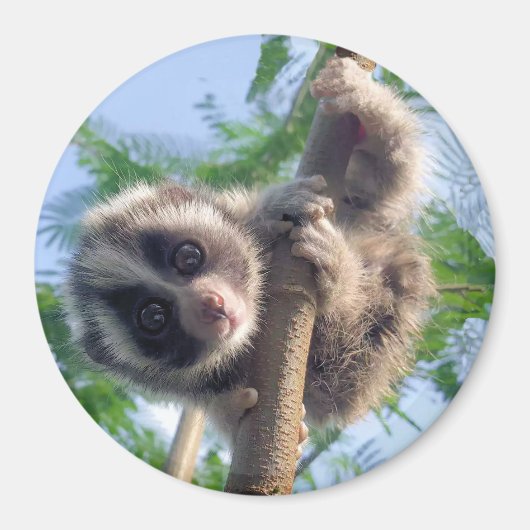 Baby Slow Loris Magnet (Vorne)
