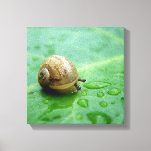 Baby Snail Leinwanddruck (Vorderseite)